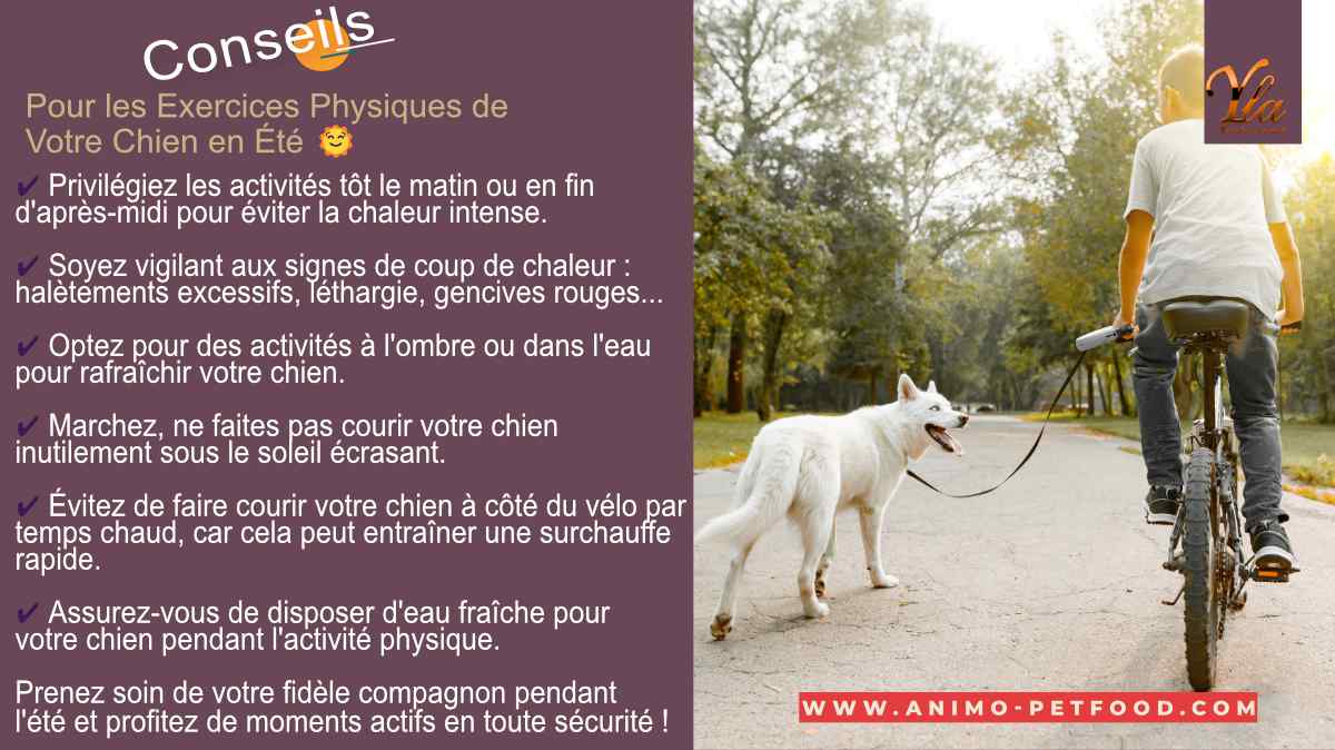 faire du vélo en été avec son chien